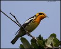 _0SB1004 blackburnian warbler